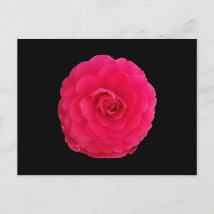 Postal Camelia Rosa Brillante