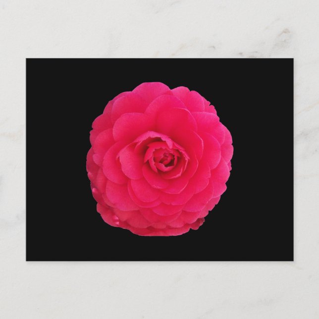 Postal Camelia Rosa Brillante (Anverso)