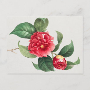 Postal Camelia Variada, Pierre-Joseph Redouté, 1833