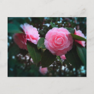 Postal Camelias