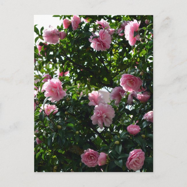 Postal Camelias rosas: Tokio, Japón (Anverso)