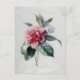 Postal Camellia