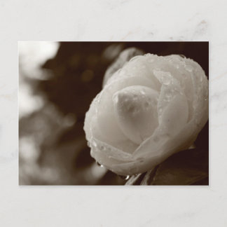 Postal Camellia