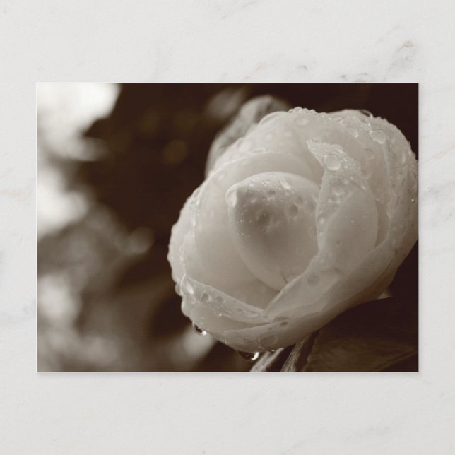 Postal Camellia (Anverso)