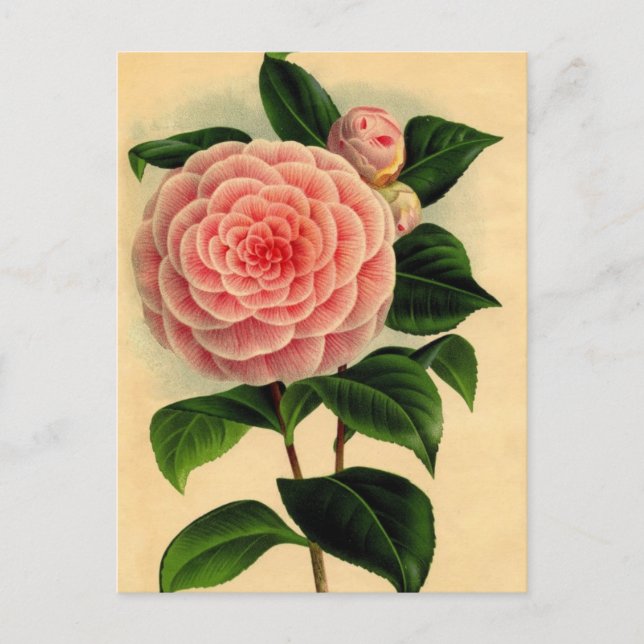 Postal camellia (Anverso)
