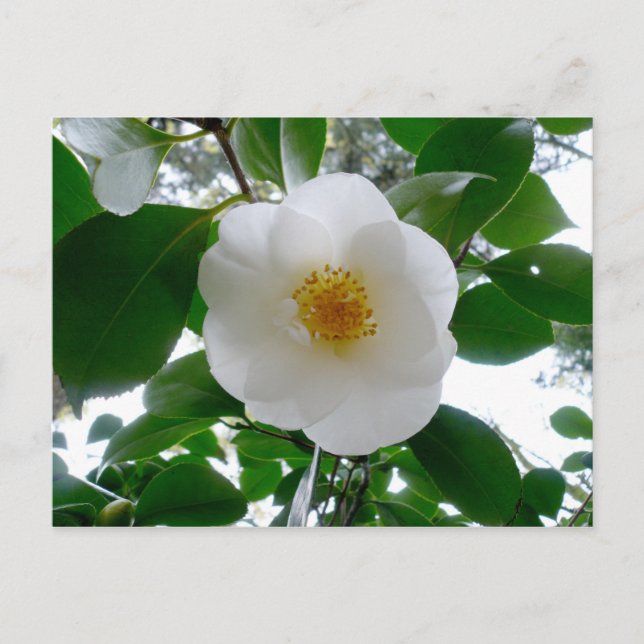 Postal Camellia blanca (Anverso)