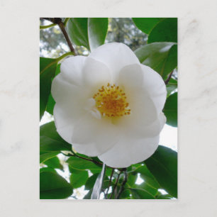 Postal Camellia blanca