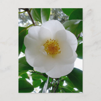 Postal Camellia blanca