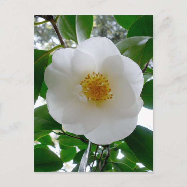 Postal Camellia blanca (Anverso)