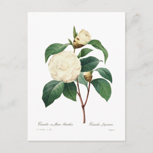 Postal Camellia blanca (Anverso)