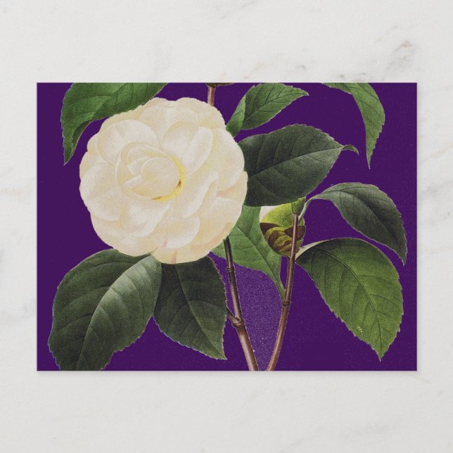 Postal Camellia Blanca, 1833 (Anverso)