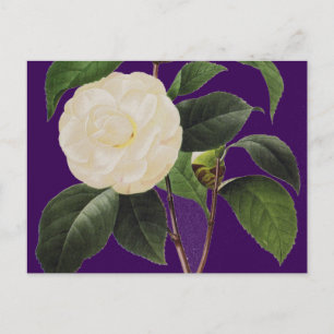 Postal Camellia Blanca, 1833