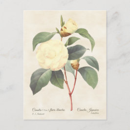 Postal Camellia Blanca Japonica Vintage Botánico