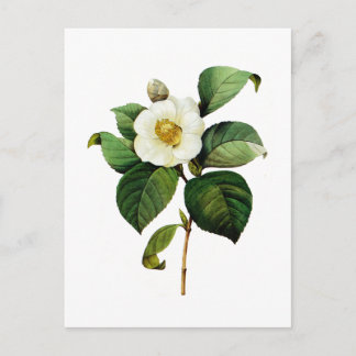 Postal Camellia blanca por Pierre Joseph Redoute