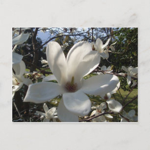 Postal Camellia Blosson