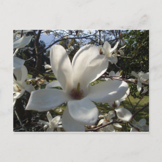 Postal Camellia Blosson