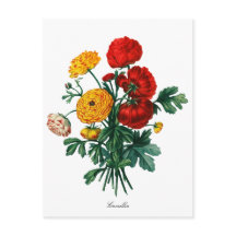 Camellia Bokeh Botánico