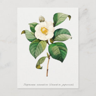 Postal Camellia Botánica Japonesa Vintage
