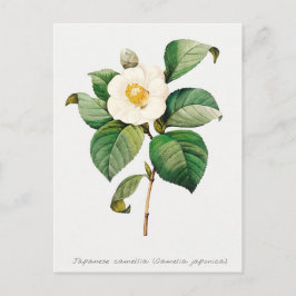 Postal Camellia Botánica Japonesa Vintage