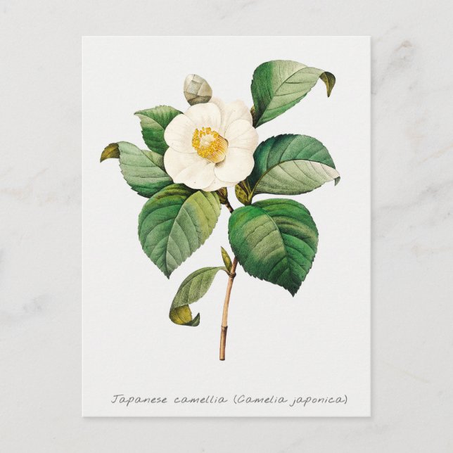 Postal Camellia Botánica Japonesa Vintage (Anverso)