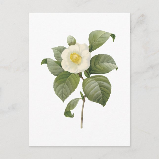 Postal camellia común (Camellia japonica) de Redouté (Anverso)