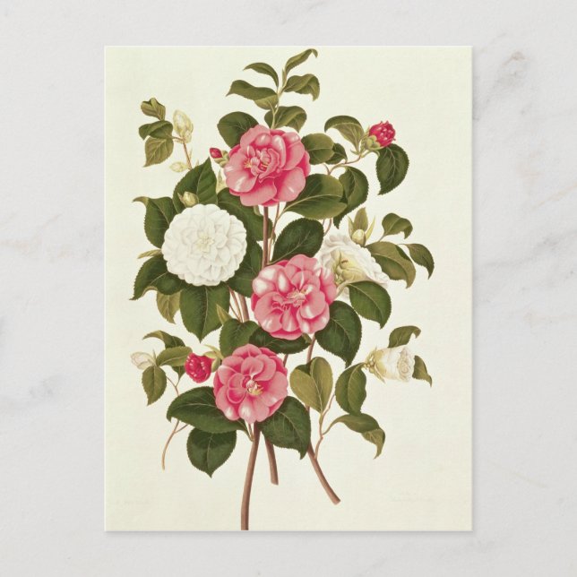 Postal Camellia de "A Monograph on the Genus" (Anverso)