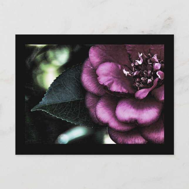 Postal Camellia de noche (Anverso)