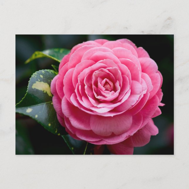 Postal camellia, flor del estado de Alabama (Anverso)