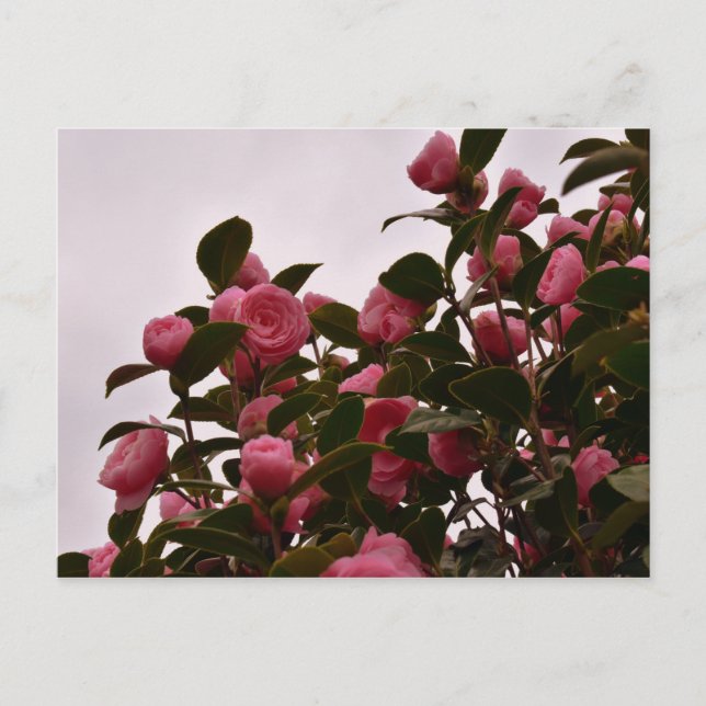 Postal Camellia Flowers (Anverso)