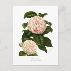 Postal Camellia japonica