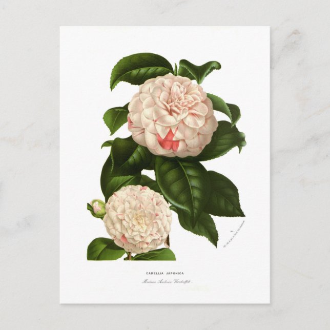 Postal Camellia japonica (Anverso)