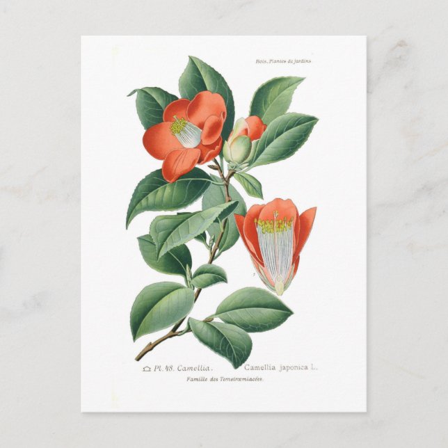 Postal Camellia japonica (Anverso)