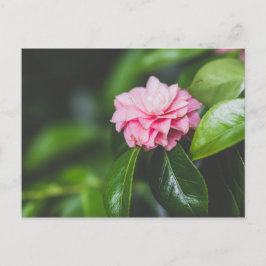 Postal Camellia Japonica