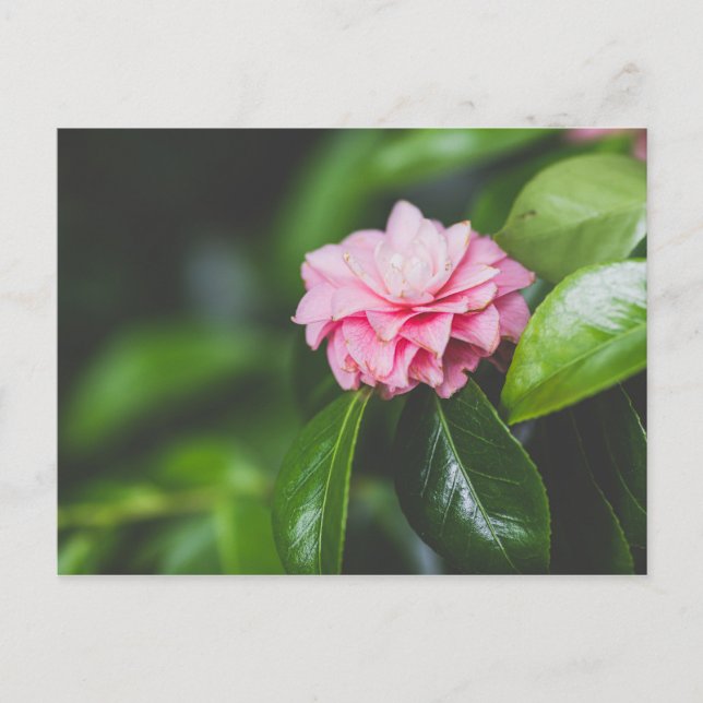 Postal Camellia Japonica (Anverso)