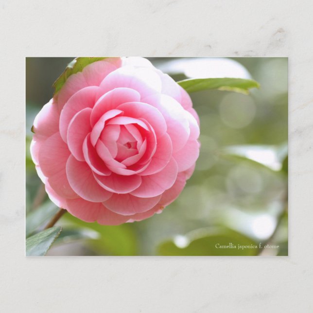 Postal Camellia japonica f. otome [Postal] (Anverso)