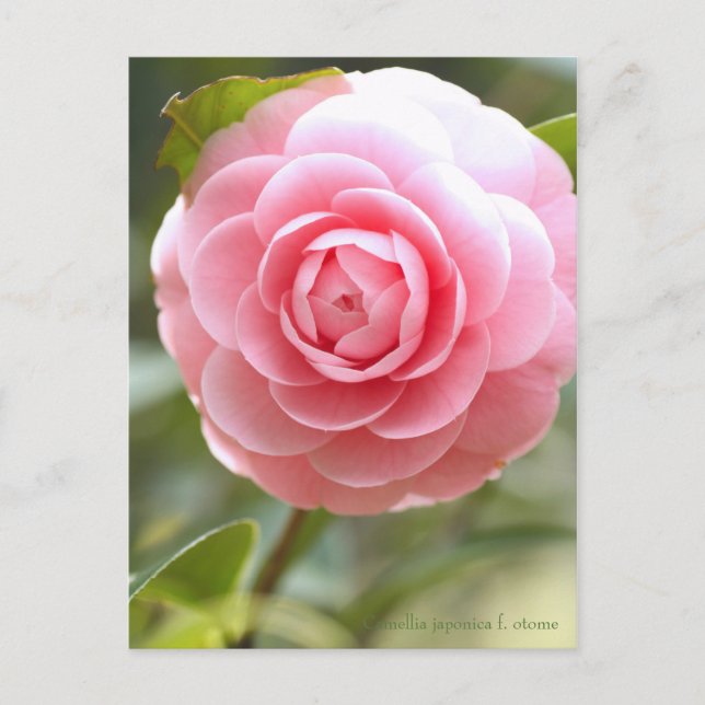 Postal Camellia japonica f. otome [Postal] (Anverso)
