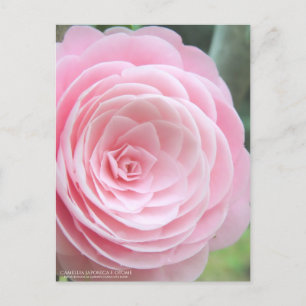 Postal Camellia japonica f. remesa:postal