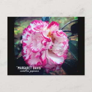 Postal Camellia Japonica Floral Rosa