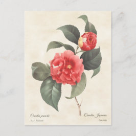 Postal Camellia Japonica Vintage Botánico