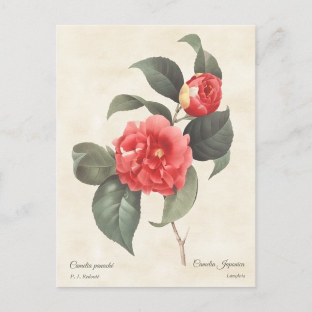 Postal Camellia Japonica Vintage Botánico (Anverso)