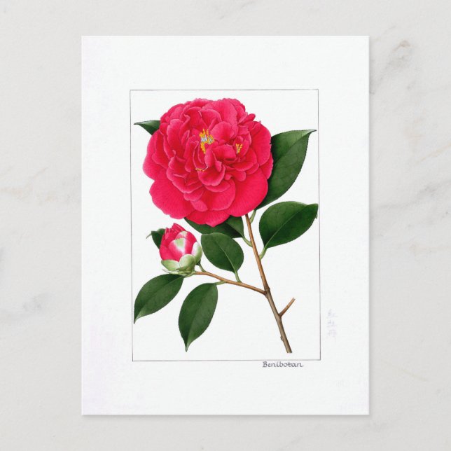 Postal Camellia Plate: Benibotan (Anverso)
