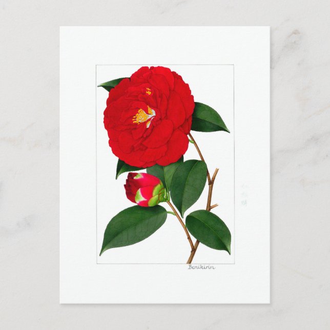 Postal Camellia Plate: Benikirin (Anverso)