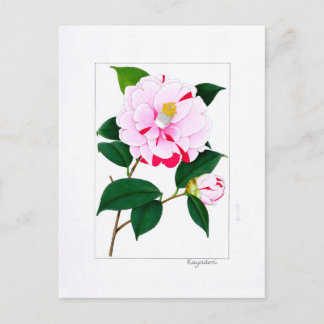 Postal Camellia Plate: Kayoidori