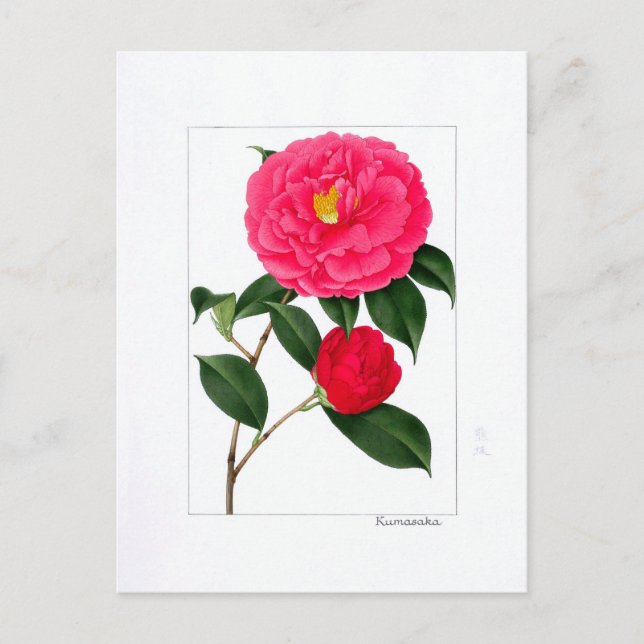Postal Camellia Plate: Kumasaka (Anverso)