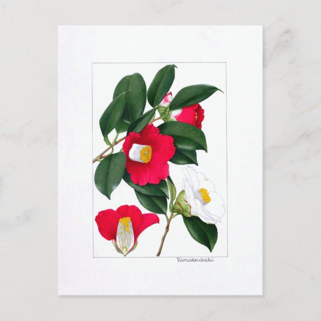 Postal Camellia Plate: Yamatsubaki (Anverso)