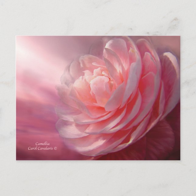 Postal Camellia Postcard (Anverso)