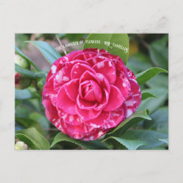 Postal Camellia Roja