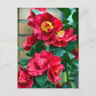 Postal Camellia Roja