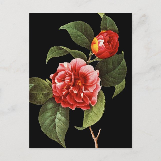 Postal Camellia Roja, 1833 (Anverso)