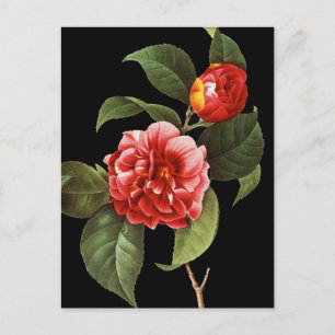 Postal Camellia Roja, 1833